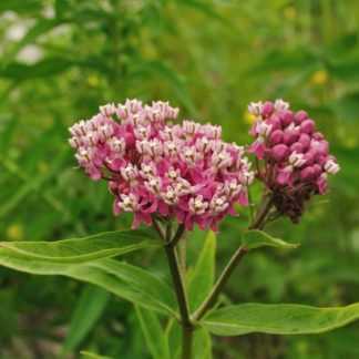 Close-up of tiny pink flowers clustered together