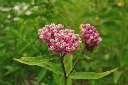 Close-up of tiny pink flowers clustered together