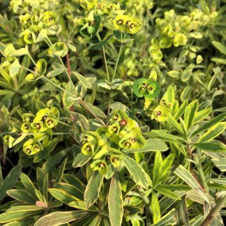 Plant with green and gold variegated leaves and small, round chartreuse flowers with red centers