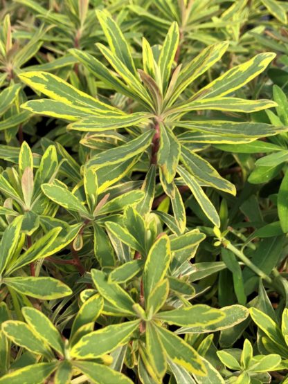 Green and gold variegated leaves on upright stems