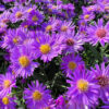 Mass of purple, daisy-like wildflowers