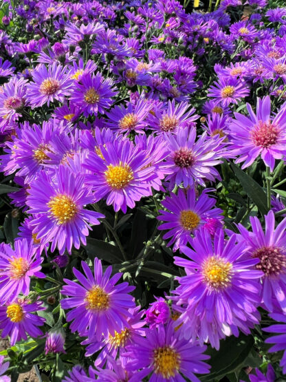 Mass of purple, daisy-like wildflowers