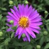 Close-up of bright purple, daisy-like flower with yellow center along with flower buds