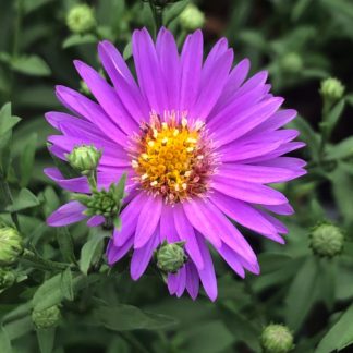 Close-up of bright purple, daisy-like flower with yellow center along with flower buds