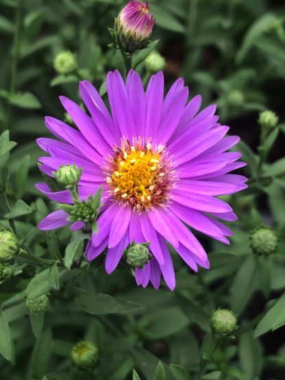 Close-up of bright purple, daisy-like flower with yellow center along with flower buds