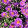 Bright purple petals circle yellow centers on daisy-like aster flowers