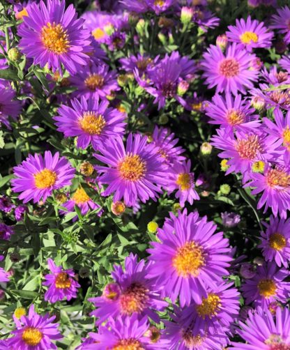 Bright purple petals circle yellow centers on daisy-like aster flowers