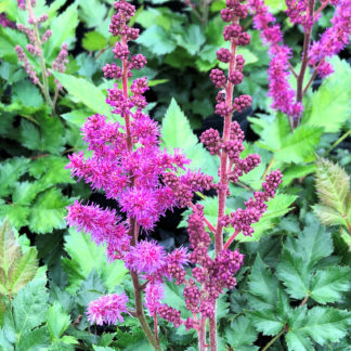 Reddish-purple, plume-like flower spikes above green foliage