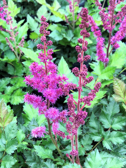 Reddish-purple, plume-like flower spikes above green foliage