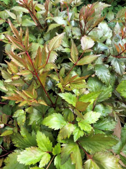 Bronzy-green leaves with red stems