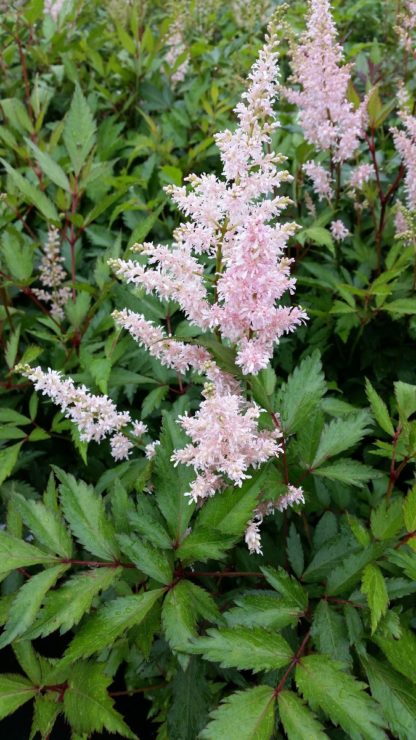 Light-peach, plume-like flowers bloom above green foliage