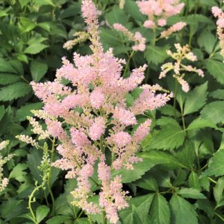 Detail of soft-peach, plume-like flower blooming above green foliage