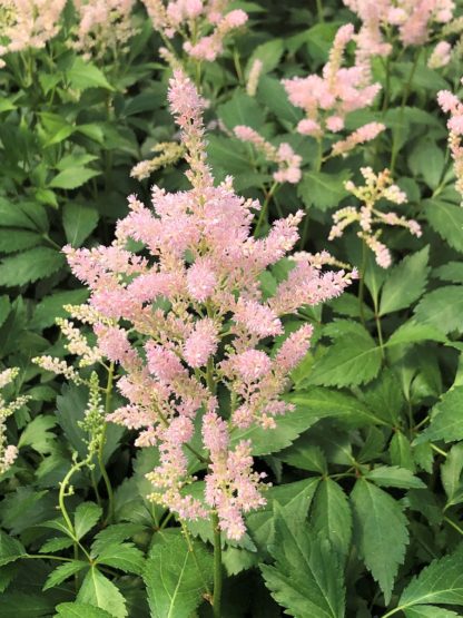 Detail of soft-peach, plume-like flower blooming above green foliage