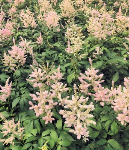 Masses of light-peach, plume-like flowers blooming above green foliage