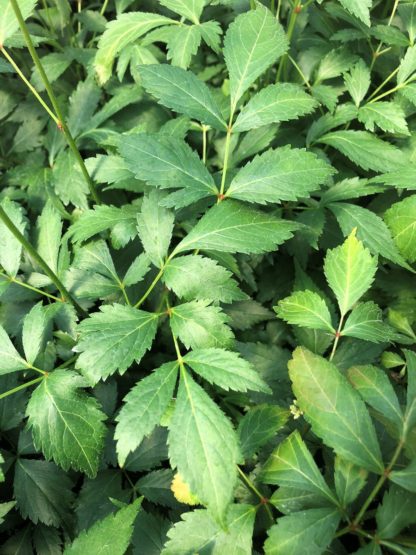 Detail of green leaves