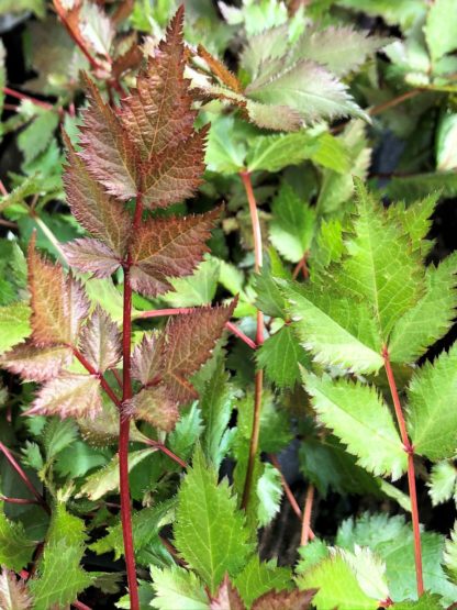 Detail of green and burgundy colored leaves