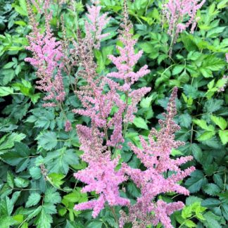 Plumes of raspberry-pink flowers above light-green foliage