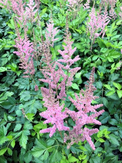 Plumes of raspberry-pink flowers above light-green foliage