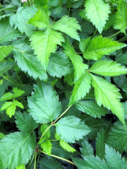 Detail of serrated green leaves