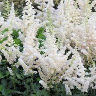 Close-up of plumes of white flowers