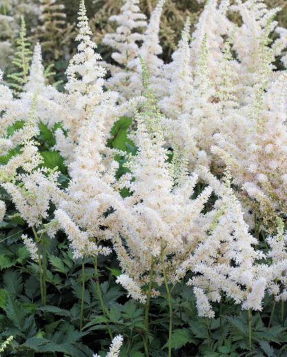 Close-up of plumes of white flowers