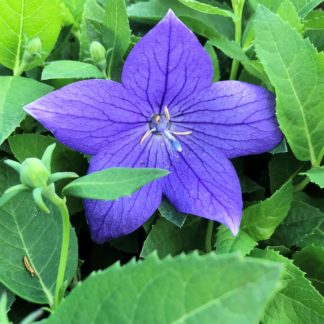 Five petaled blue flower surrounded by green leaves and buds