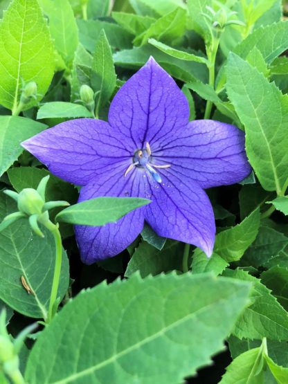 Five petaled blue flower surrounded by green leaves and buds