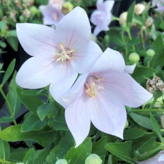 Two light-pink, star-shaped flowers surrounded by flower buds and green leaves