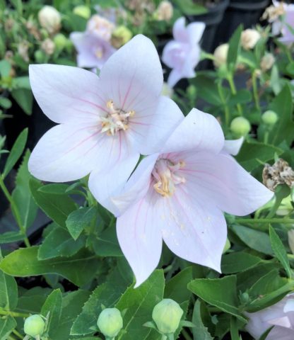 Two light-pink, star-shaped flowers surrounded by flower buds and green leaves