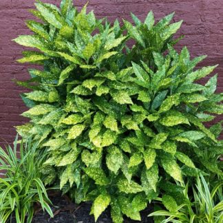 small bush with green leaves that have yellow spots planted against brick wall
