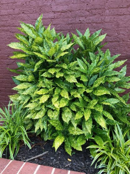 small bush with green leaves that have yellow spots planted against brick wall