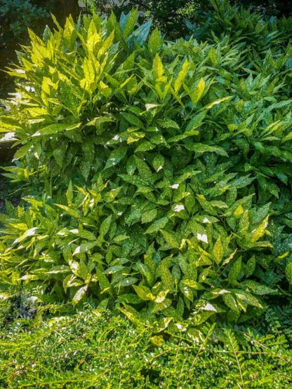 Large green shrub with green leaves spotted with yellow planted in garden