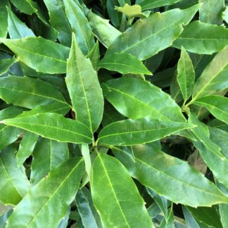 green aucuba leaves