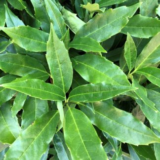 Detail of large green leaves