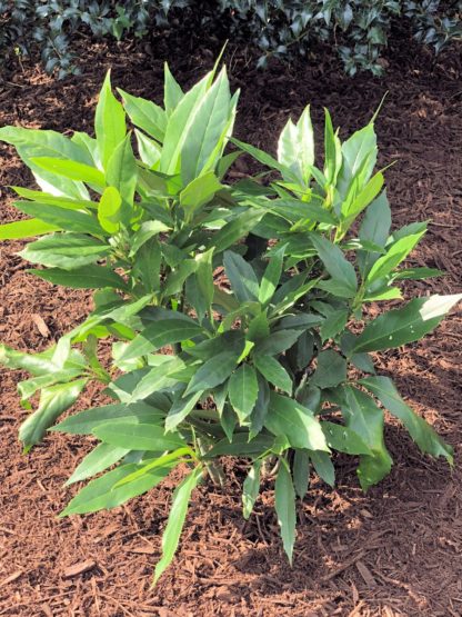 Small shrub with large green leaves planted in garden