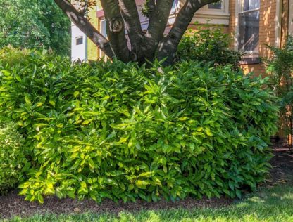 Large green shrubs with leaves spotted with yellow surround a mature tree