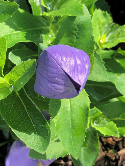 Large blue flower bud and green leaves