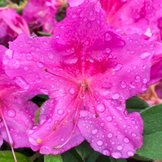 Close-up of purple flowers with water droplets surrounded by small green leaves