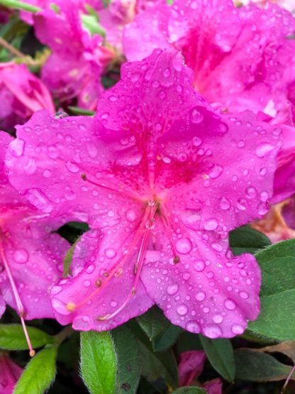 Close-up of purple flowers with water droplets surrounded by small green leaves