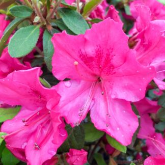 Close-up of purple-pink flowers surrounded by small green leaves