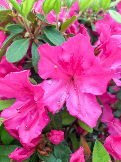 Close-up of purple-pink flowers surrounded by small green leaves