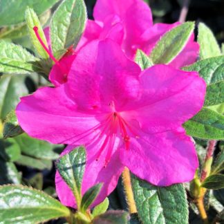 Close-up of bright purple flowers surrounded by small green leaves