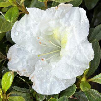 Close-up of white flower with rain drops surrounded by green leaves