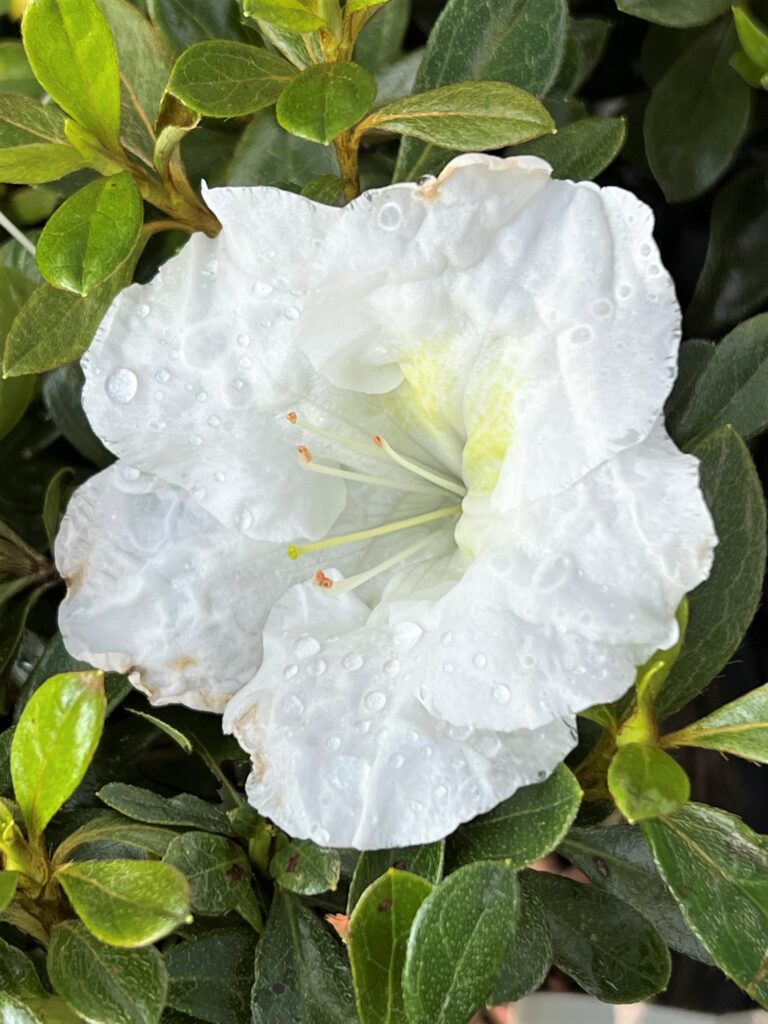 Close-up of white flower with rain drops surrounded by green leaves
