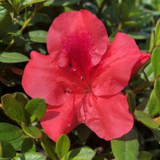 Close-up of bright red flower surrounded by green leaves