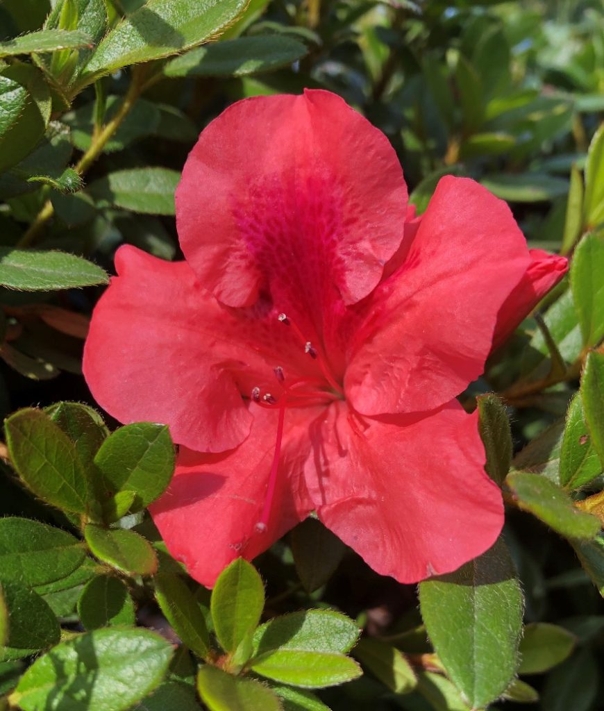 Close-up of bright red flower surrounded by green leaves
