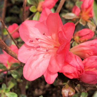 Close-up of salmon-pink azalea flower surrounded by green leaves and flower buds