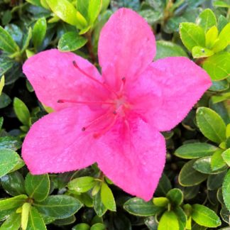 Close-up of bright pink flower surrounded by green leaves