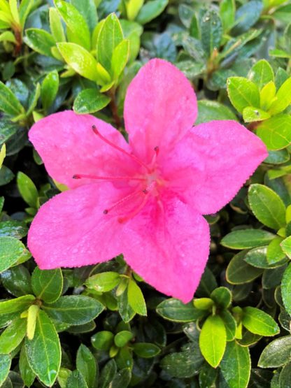 Close-up of bright pink flower surrounded by green leaves