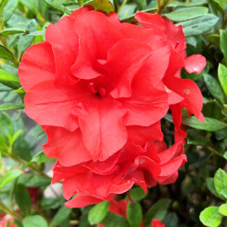 Close-up of red flowers surrounded by green leaves